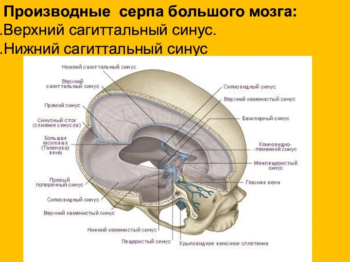 Производные серпа большого мозга: Верхний сагиттальный синус. Нижний сагиттальный синус