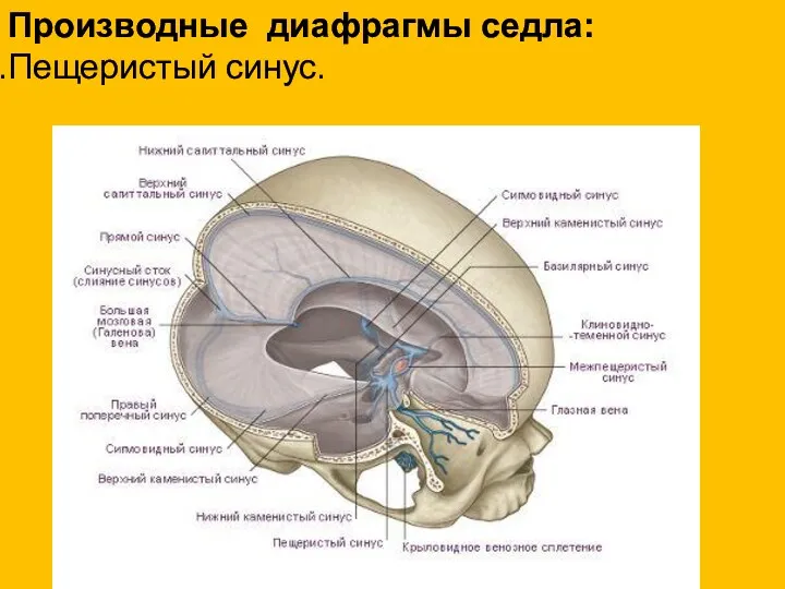 Производные диафрагмы седла: Пещеристый синус.