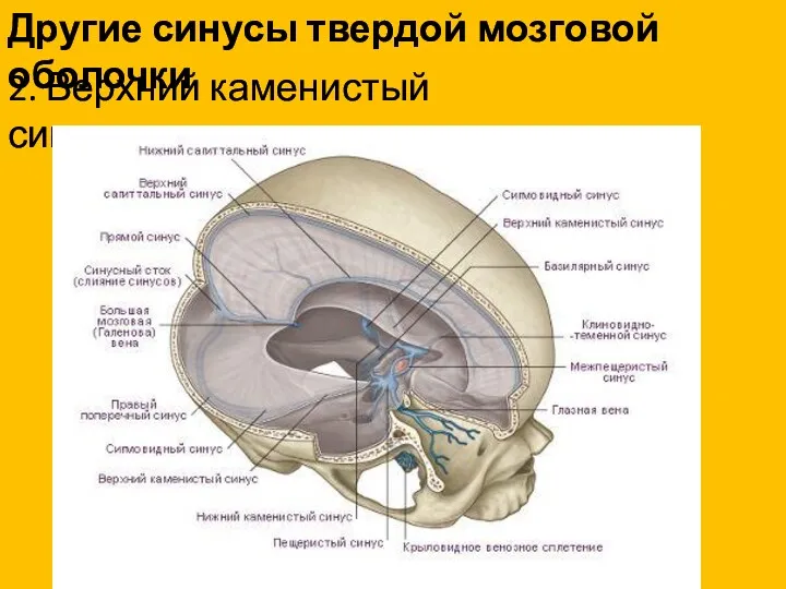 Другие синусы твердой мозговой оболочки 2. Верхний каменистый синус