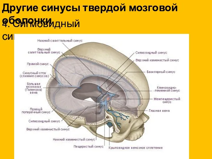 Другие синусы твердой мозговой оболочки 4. Сигмовидный синус