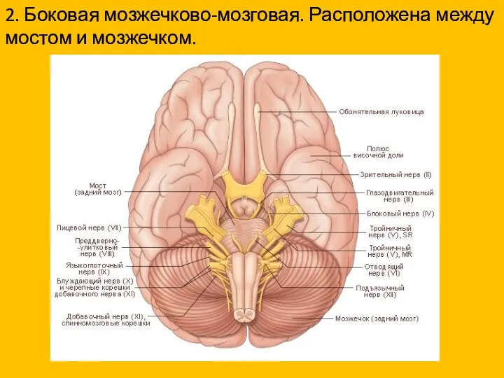 2. Боковая мозжечково-мозговая. Расположена между мостом и мозжечком.