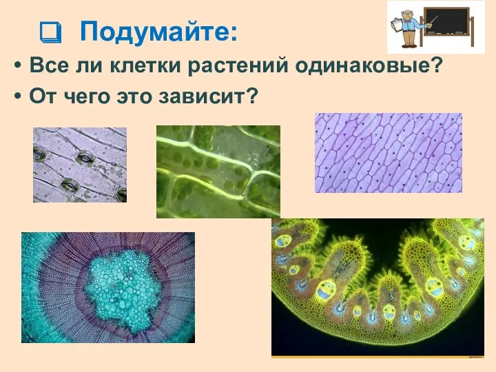 Подумайте: Все ли клетки растений одинаковые? От чего это зависит?