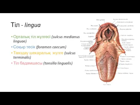 Тіл - lingua Орталық тіл жүлгесі (sulcus medianus linguae) Соқыр тесік (foramen caecum)