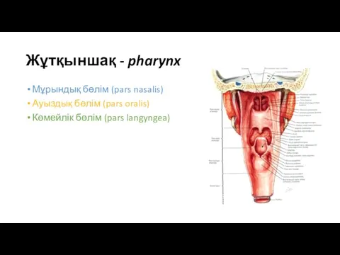 Жұтқыншақ - pharynx Мұрындық бөлім (pars nasalis) Ауыздық бөлім (pars oralis) Көмейлік бөлім (pars langyngea)