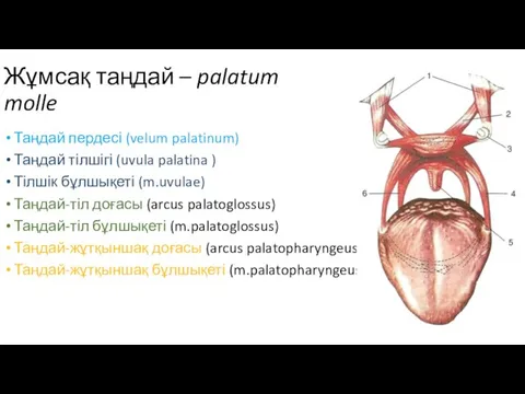 Жұмсақ таңдай – palatum molle Таңдай пердесі (velum palatinum) Таңдай тілшігі (uvula palatina