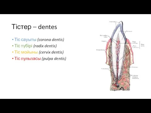 Тістер – dentes Тіс сауыты (corona dentis) Тіс түбірі (radix dentis) Тіс мойыны