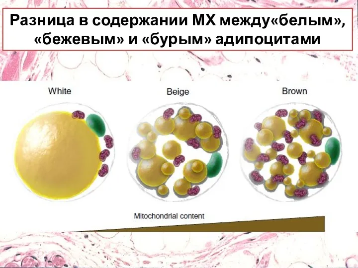 Разница в содержании МХ между«белым», «бежевым» и «бурым» адипоцитами