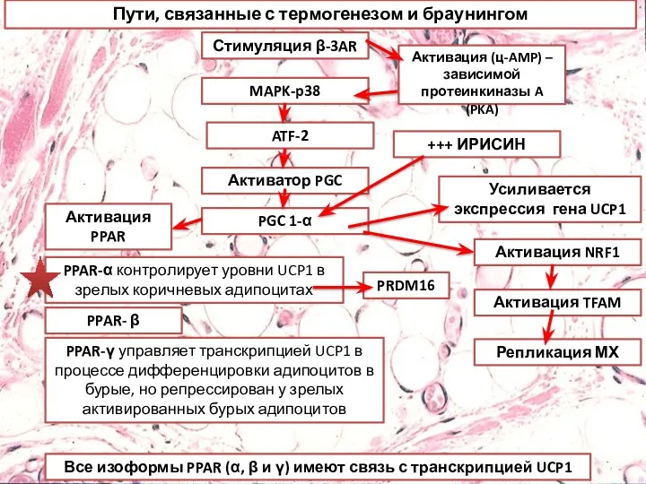 Пути, связанные с термогенезом и браунингом Стимуляция β-3AR MAPK-p38 ATF-2