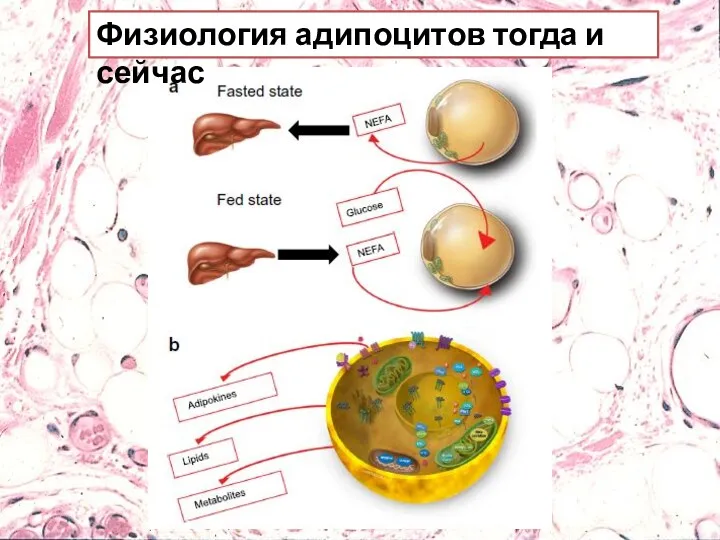 Физиология адипоцитов тогда и сейчас