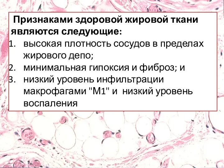 Признаками здоровой жировой ткани являются следующие: высокая плотность сосудов в