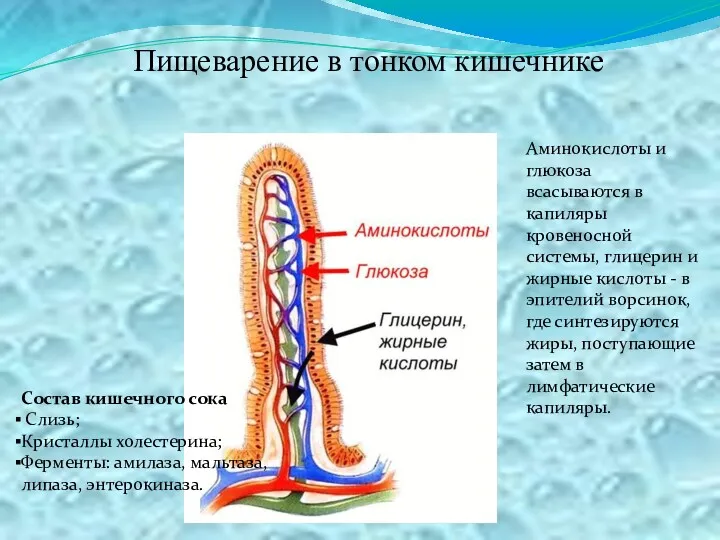 Пищеварение в тонком кишечнике Состав кишечного сока Слизь; Кристаллы холестерина;