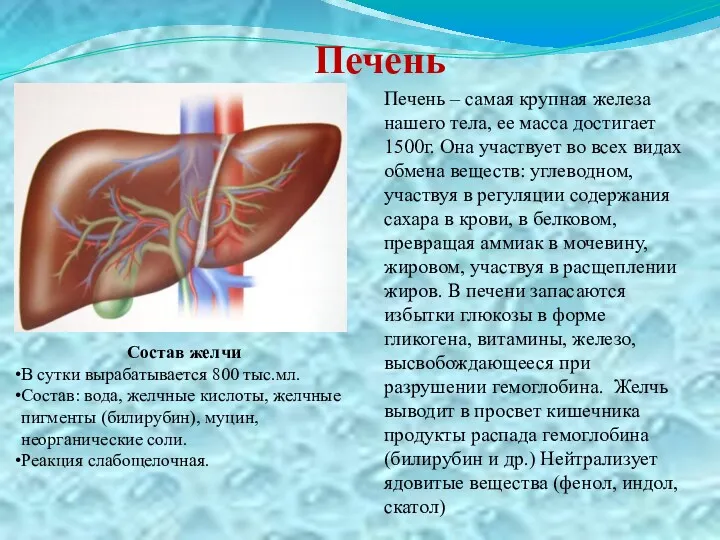 Печень Печень – самая крупная железа нашего тела, ее масса