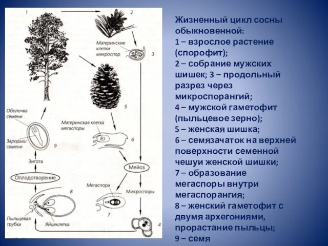 Жизненный цикл сосны обыкновенной: 1 – взрослое растение (спорофит); 2 – собрание мужских