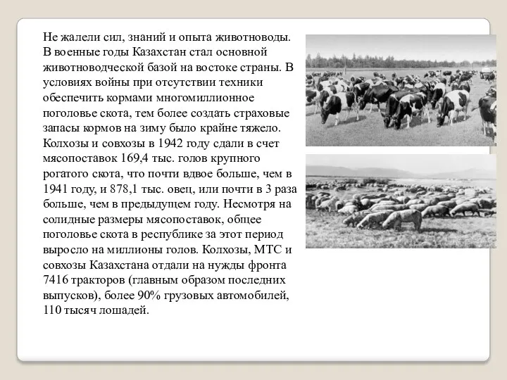 Не жалели сил, знаний и опыта животноводы. В военные годы