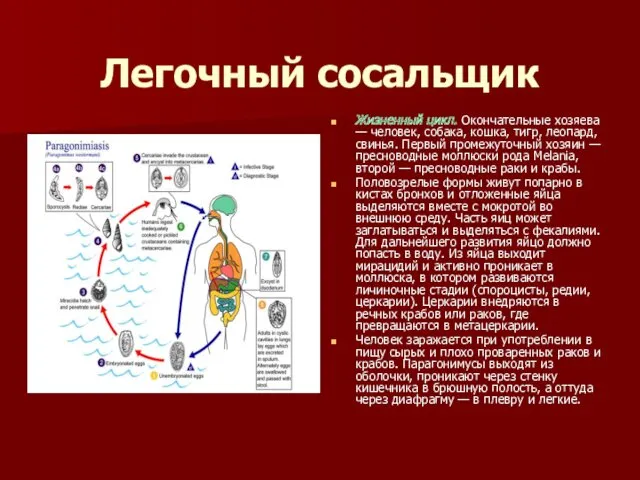 Легочный сосальщик Жизненный цикл. Окончательные хозяева — человек, собака, кошка,