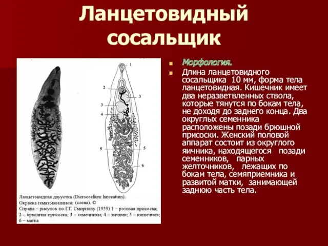 Ланцетовидный сосальщик Морфология. Длина ланцетовидного сосальщика 10 мм, форма тела