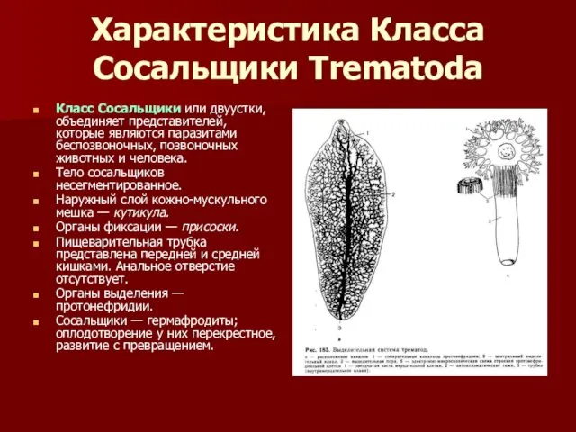 Характеристика Класса Сосальщики Trematoda Класс Сосальщики или двуустки, объединяет представителей,