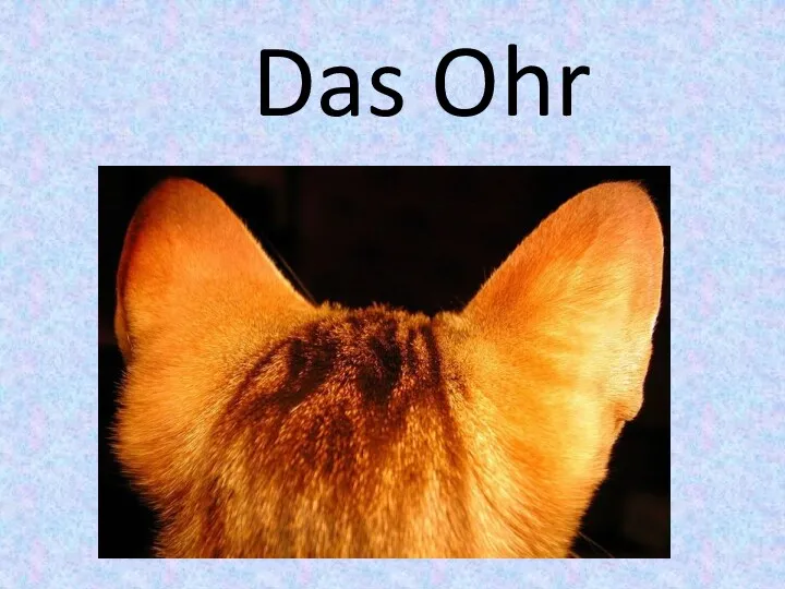 Das Ohr