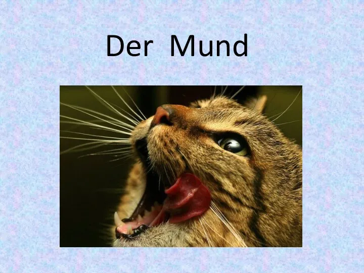 Der Mund