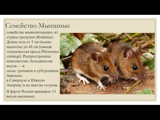 Семейство Мышиные семейство млекопитающих из отряда грызунов (Rodentia). Длина тела от 5 см