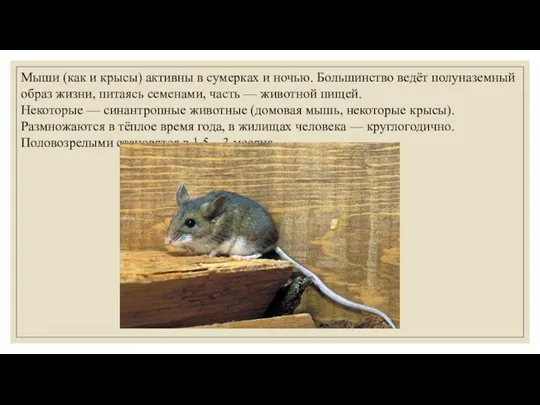 Мыши (как и крысы) активны в сумерках и ночью. Большинство ведёт полуназемный образ