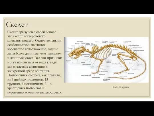 Скелет Скелет грызунов в своей основе — это скелет четвероногого млекопитающего. Отличительными особенностями