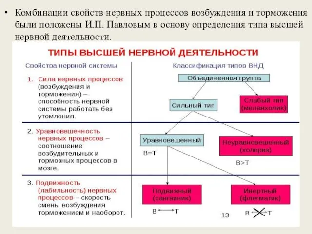 Комбинации свойств нервных процессов возбуждения и торможения были положены И.П.