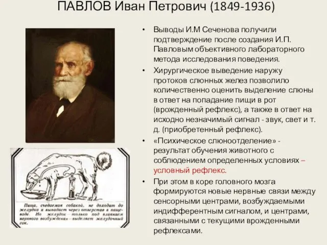 ПАВЛОВ Иван Петрович (1849-1936) Выводы И.М Сеченова получили подтверждение после