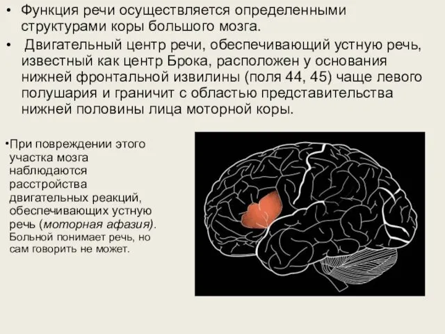 Функция речи осуществляется определенными структурами коры большого мозга. Двигательный центр