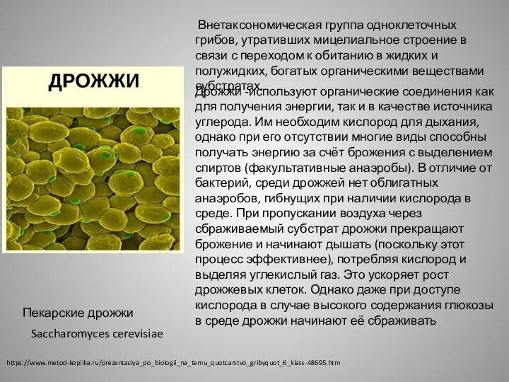 https://www.metod-kopilka.ru/prezentaciya_po_biologii_na_temu_quotcarstvo_gribyquot_6_klass-48695.htm Внетаксономическая группа одноклеточных грибов, утративших мицелиальное строение в связи