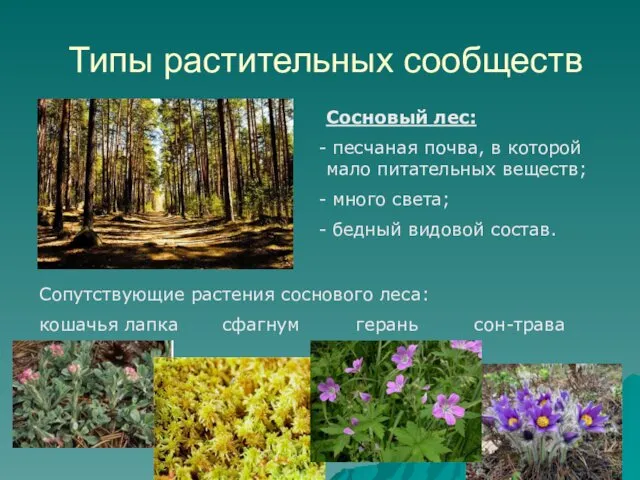 Типы растительных сообществ Сосновый лес: песчаная почва, в которой мало