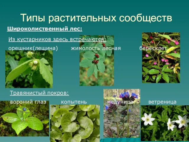 Типы растительных сообществ Широколиственный лес: Из кустарников здесь встречаются: орешник(лещина)