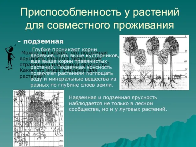 Приспособленность у растений для совместного проживания - подземная Глубже проникают