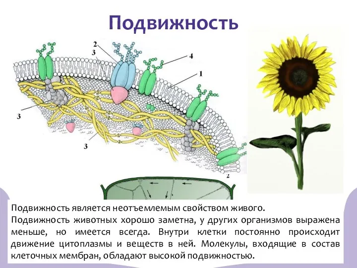 Подвижность Подвижность является неотъемлемым свойством живого. Подвижность животных хорошо заметна, у других организмов