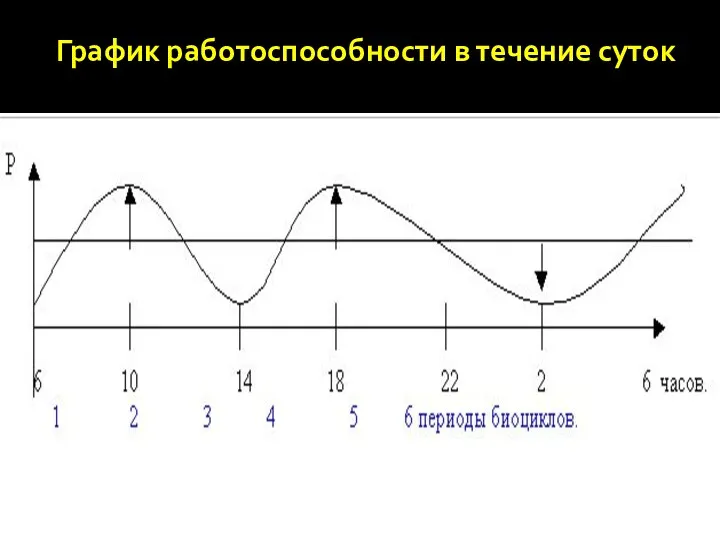 График работоспособности в течение суток