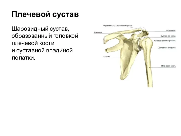 Плечевой сустав Шаровидный сустав, образованный головкой плечевой кости и суставной впадиной лопатки.