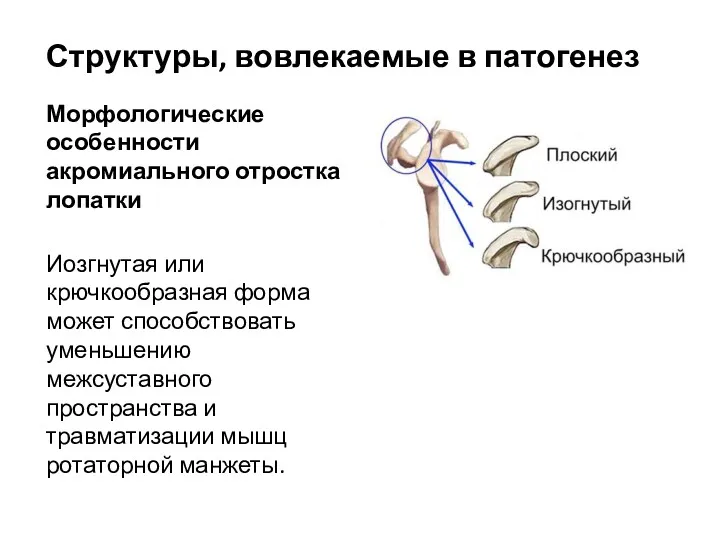 Морфологические особенности акромиального отростка лопатки Иозгнутая или крючкообразная форма может