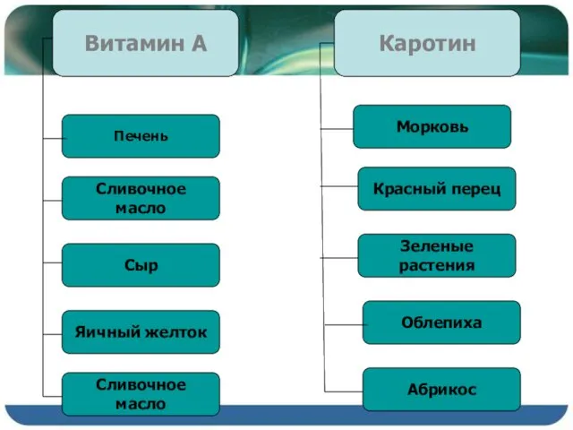 Витамин А Каротин Печень Сливочное масло Морковь Сыр Яичный желток