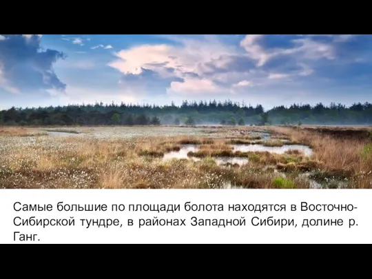 Самые большие по площади болота находятся в Восточно-Сибирской тундре, в районах Западной Сибири, долине р. Ганг.