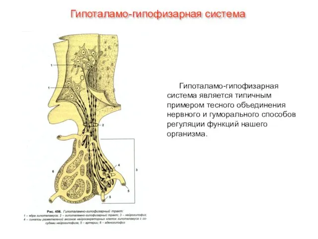 Гипоталамо-гипофизарная система является типичным примером тесного объединения нервного и гуморального