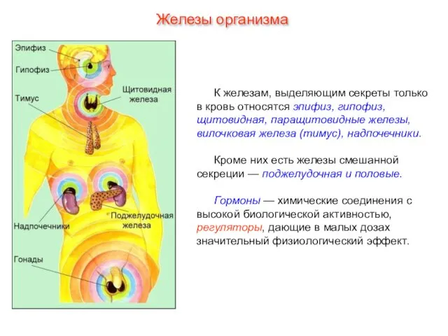 К железам, выделяющим секреты только в кровь относятся эпифиз, гипофиз,