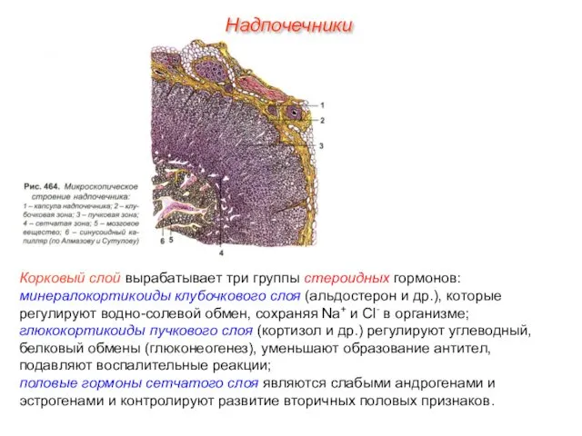 Корковый слой вырабатывает три группы стероидных гормонов: минералокортикоиды клубочкового слоя