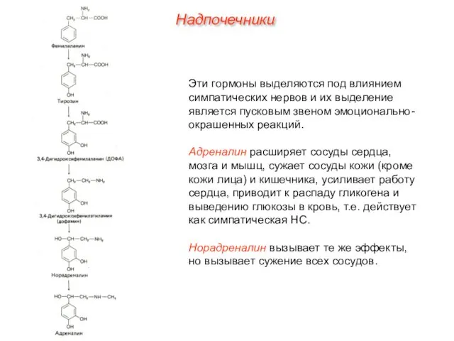 Эти гормоны выделяются под влиянием симпатических нервов и их выделение