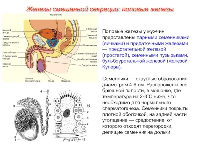 Железы смешанной секреции: половые железы Половые железы у мужчин представлены