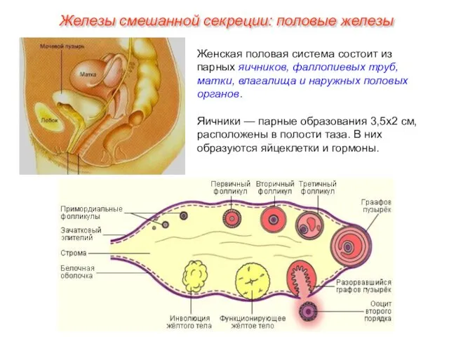Женская половая система состоит из парных яичников, фаллопиевых труб, матки,