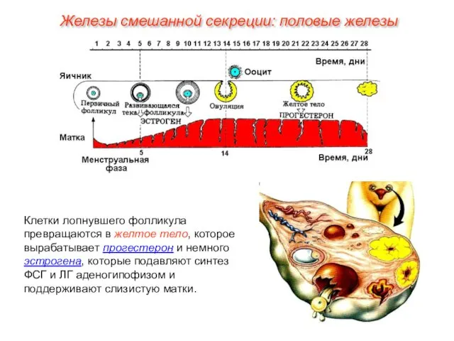 Клетки лопнувшего фолликула превращаются в желтое тело, которое вырабатывает прогестерон