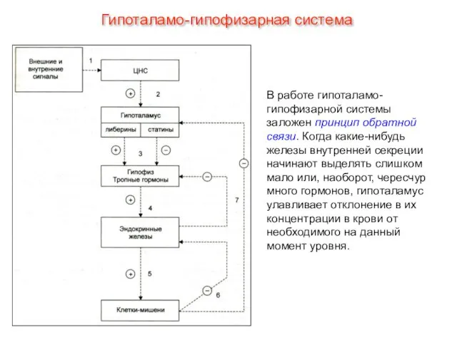 В работе гипоталамо-гипофизарной системы заложен принцип обратной связи. Когда какие-нибудь