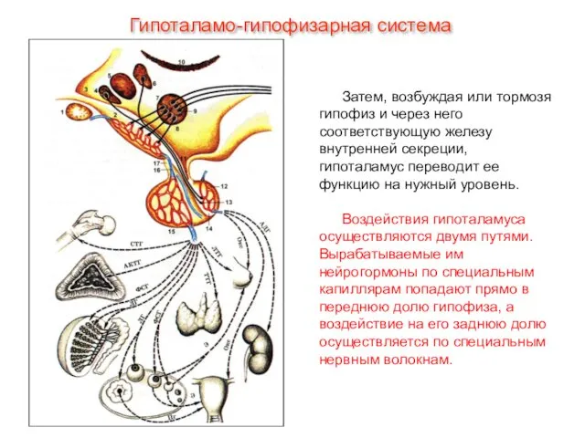 Затем, возбуждая или тормозя гипофиз и через него соответствующую железу