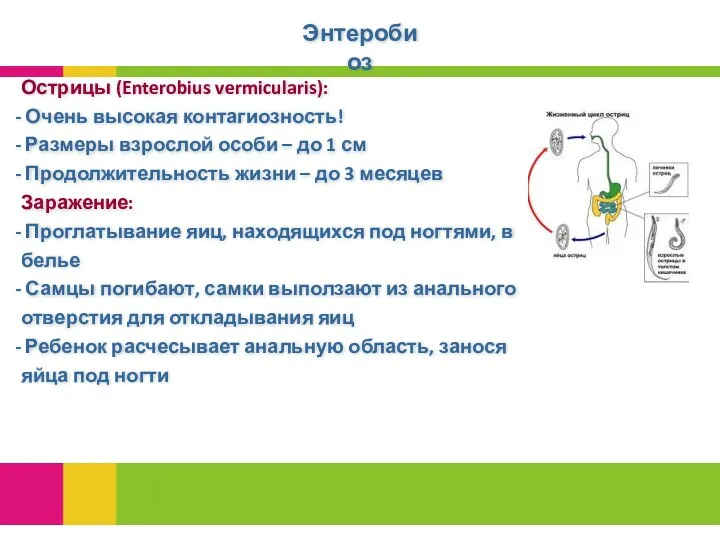 Энтеробиоз Острицы (Enterobius vermicularis): Очень высокая контагиозность! Размеры взрослой особи