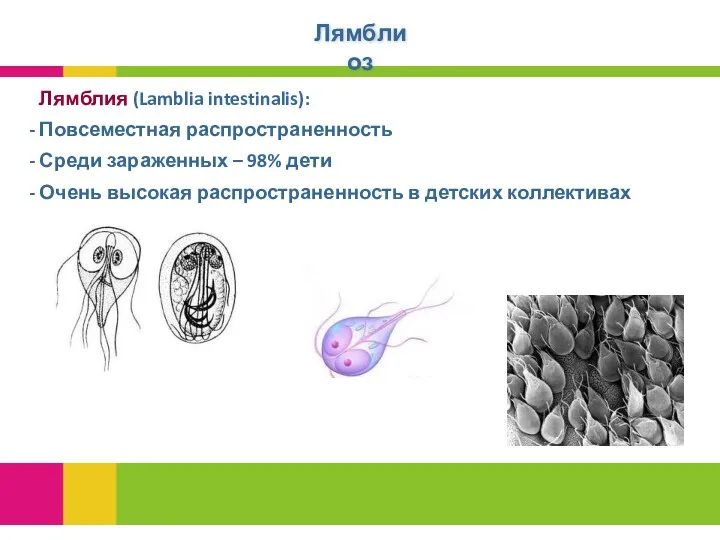 Лямблиоз Лямблия (Lamblia intestinalis): Повсеместная распространенность Среди зараженных – 98%